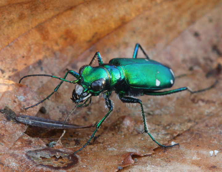 Six-spotted Tiger Beetle